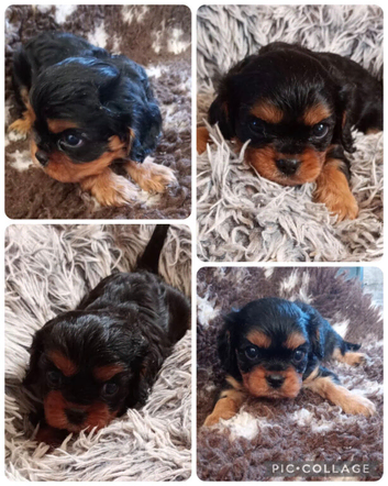 Cavalier King Charles Male Puppies