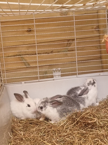 Grey Gerbil