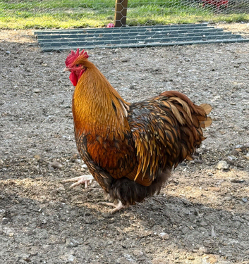Gold Laced Cockerel 12 months old