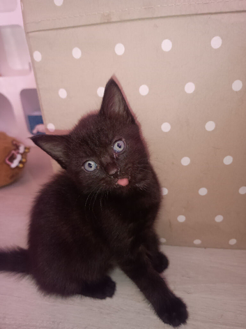 Mixed breed female kittens all black,