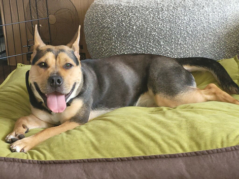 Iyla- 11 month old German shepherd cross Staffy