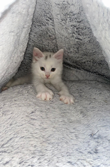 Turkish angora