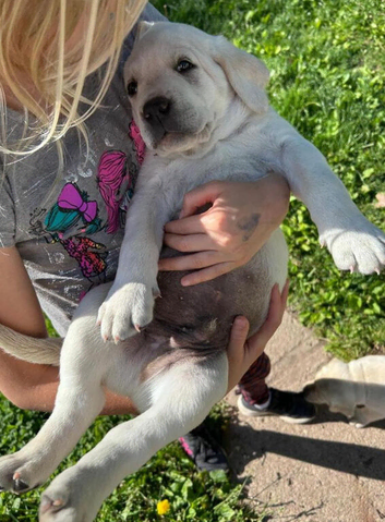 labrador retriever puppies