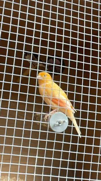 Young cock apricot cannary
