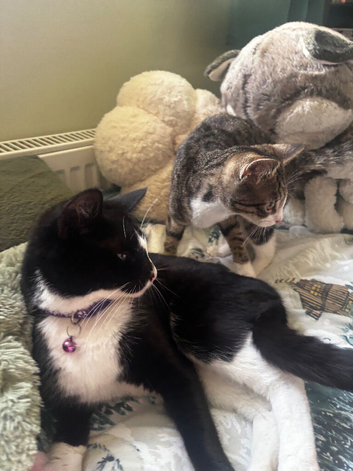 2 Kittens for sale