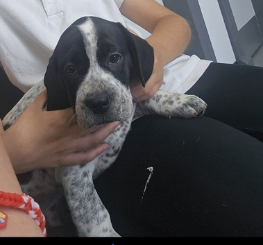 French bulldog x Show cocker spaniel ☆Ready to leave Tomorrow☆