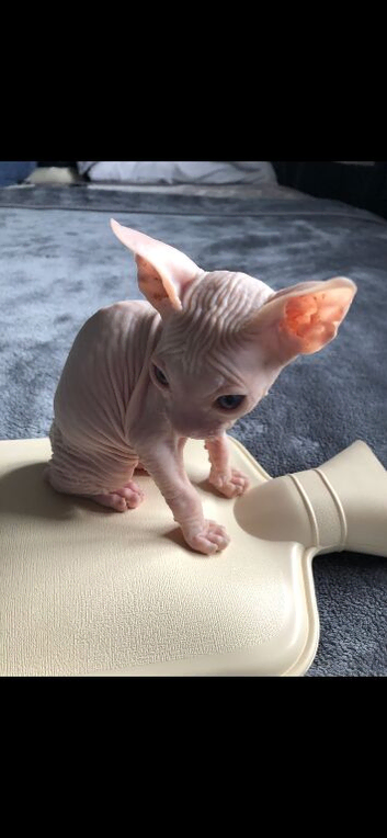 Male sphynx 18months old still intact lovely boy very affectionate