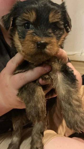 Yorkshire terrier pups