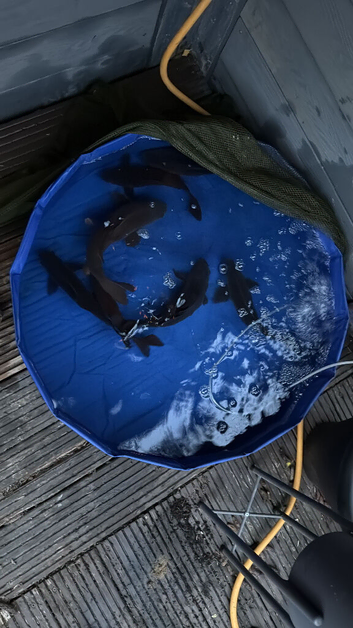 Black koi size 10/13in and a mirror carp 16in