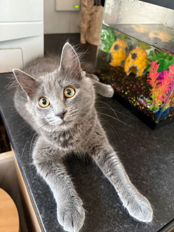 Grey kitten