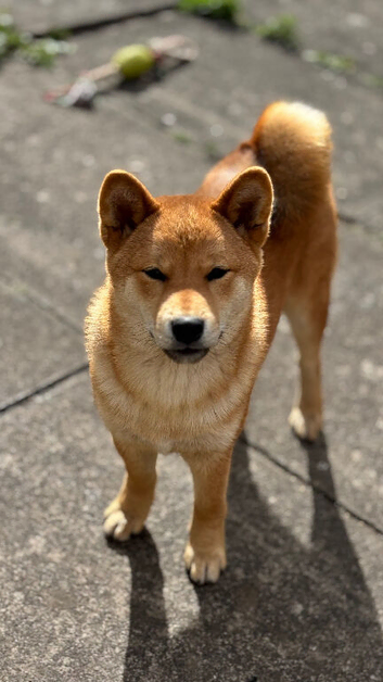 Shiba Inu puppies