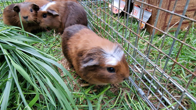 6 Baby boys California x guinea pig ip3
