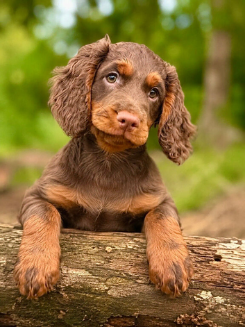 KC working cocker spaniel male