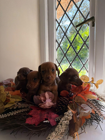 Miniature Dachshund puppies