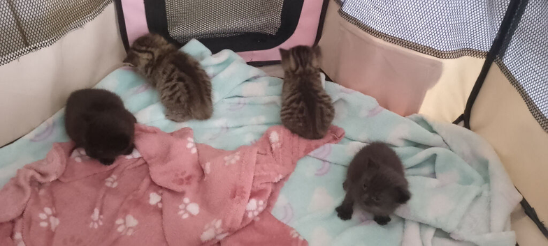 4 gorgeous boys