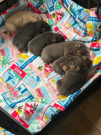 Frenchie pups