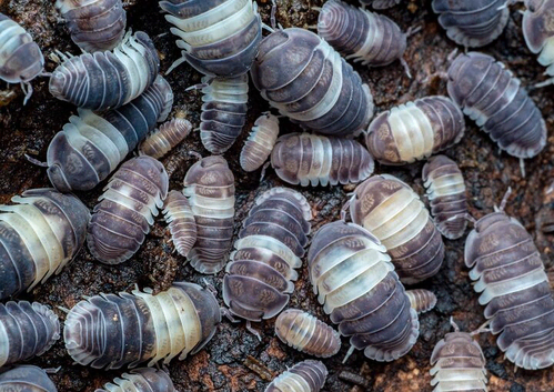 Panda King Isopods (Cubaris sp.)