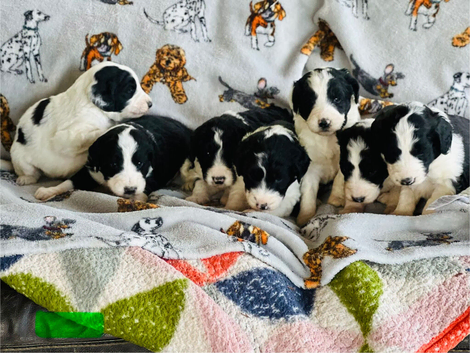 Beautiful pups born 15th May