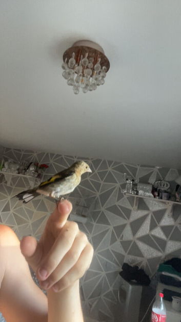 Grey plate goldfinch tame