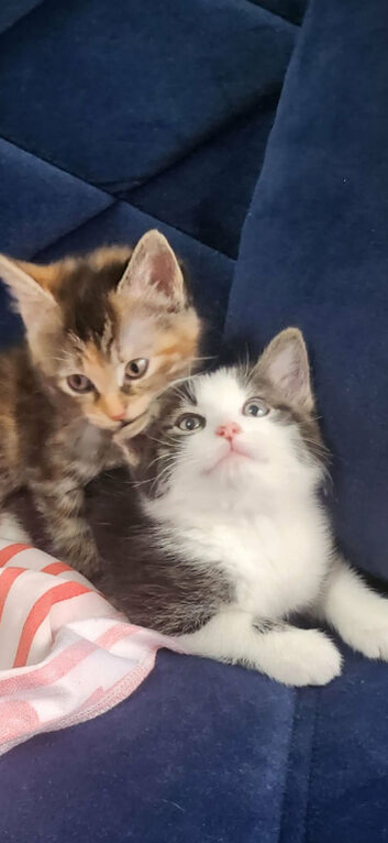 Lovely kittens looking for forever homes