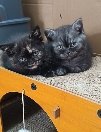 *Pedigree BSH Babies*DNA Health Tested Parents*
