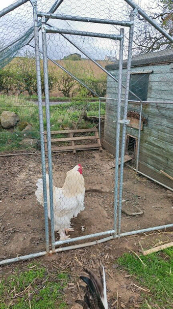 Cockerel