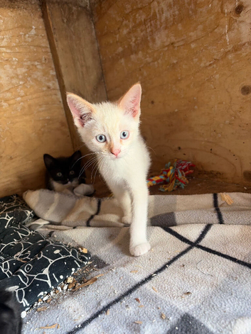 Beautiful kittens ready now