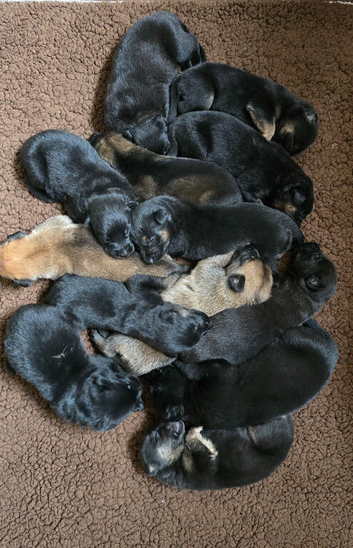 Belgian Malinois Puppies BRN