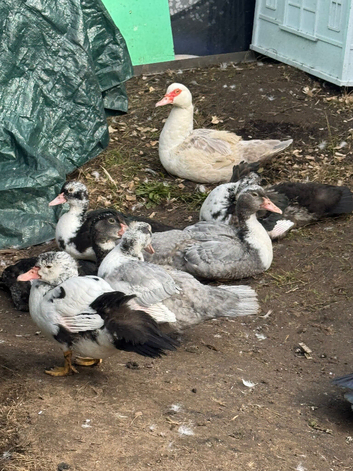 Muscovy ducks