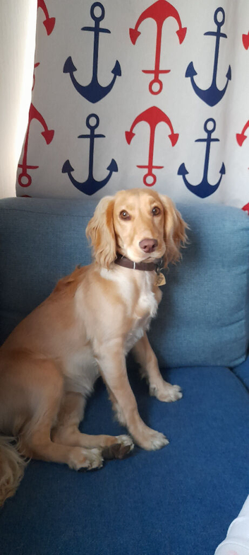 Golden and white 2.7yr female cocker spaniel