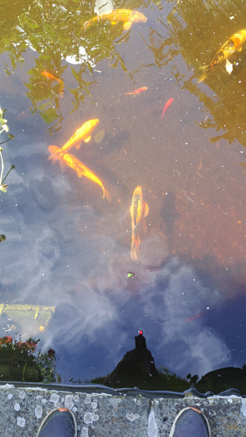 Various koi carp