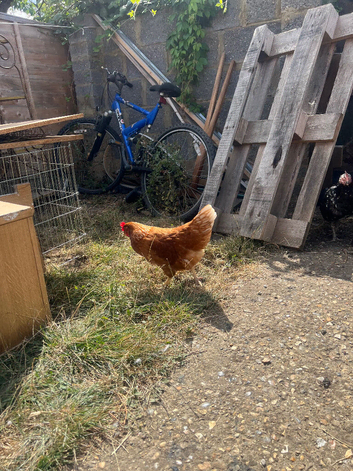 16-18 weeks  pullets