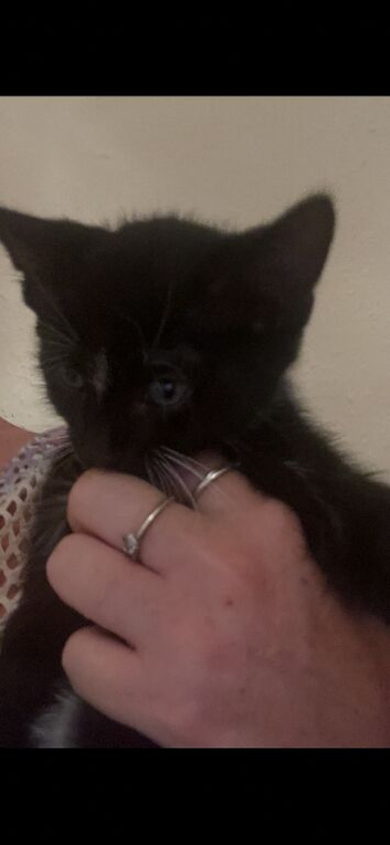 little black kitten