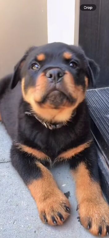 Puppy