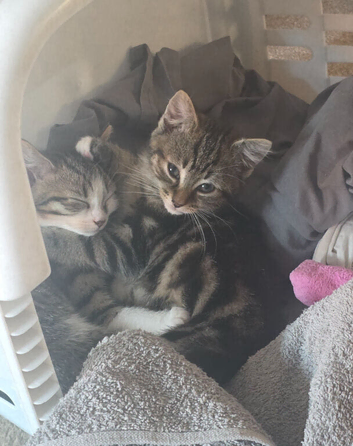 READY TO GO!! 10 week Tabby Girls