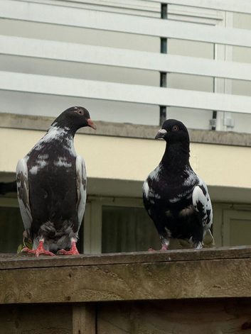 Pigeons for Sale available Now