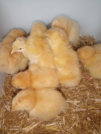 Buff Orpington chicks