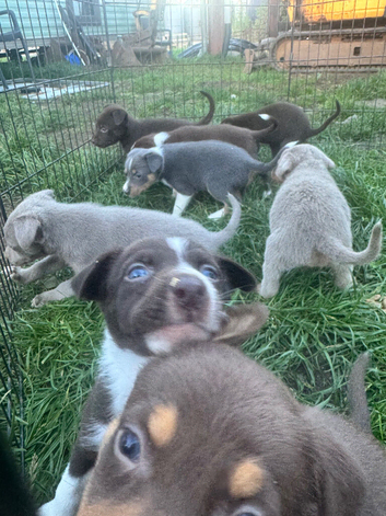 Border Collie x Australian Kelpie pups