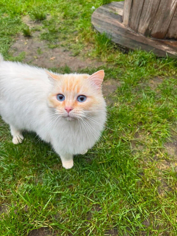 Flame point GCCF male ragdoll