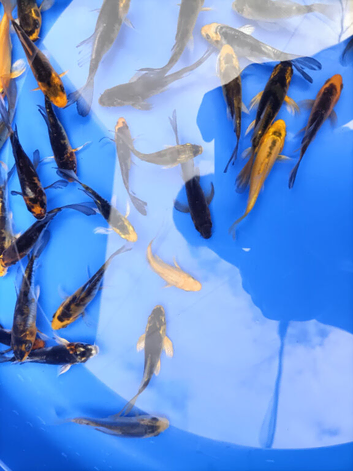 4-6" butterfly koi PLEASE SEE PRICING