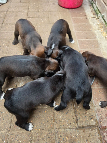 Cocky Boxer puppies