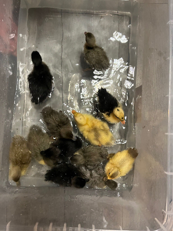 Cayuga Ducklings