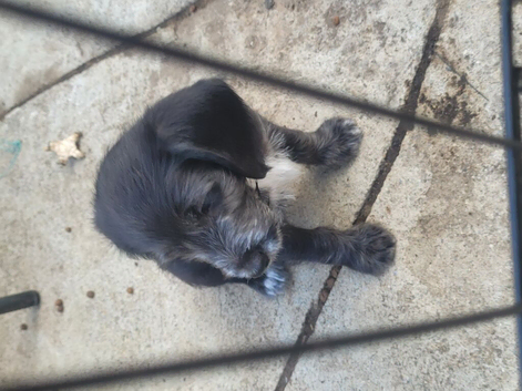 Puppy