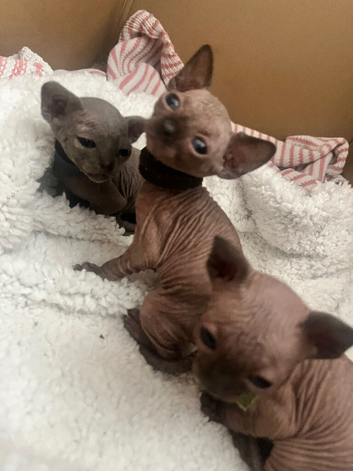 Sphynx baby&rsquo;s