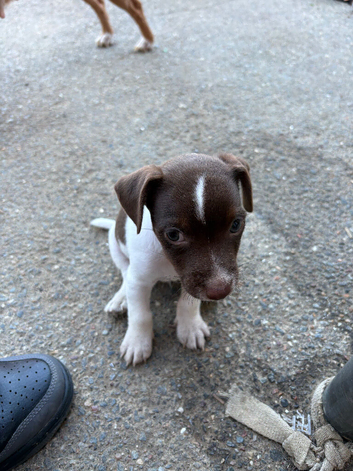 Jack Russell x patterdale