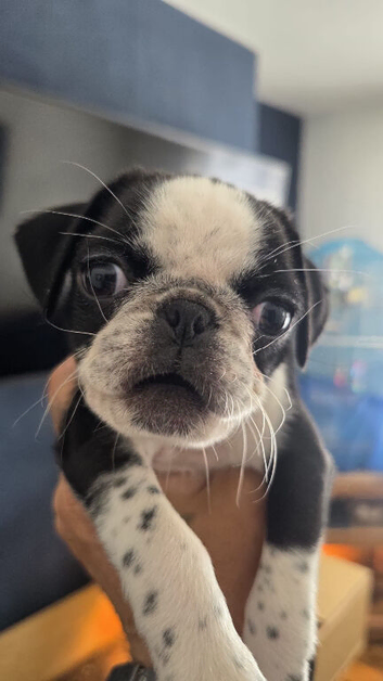 Reverse panda pug and pandas