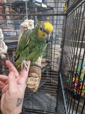 HandTame Talking Baby Amazon Parrots