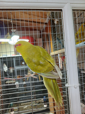 Kakarikis for sale