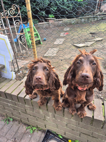 Cocker spaniel sisters
