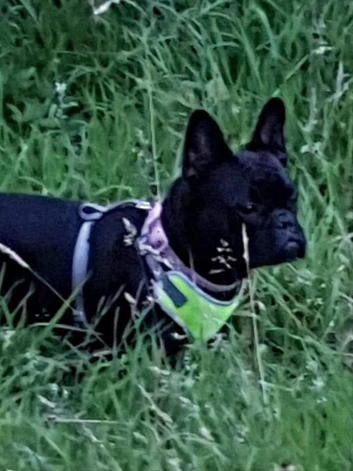 8 year old French bulldog